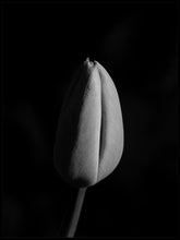 Black tulip poster