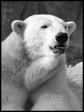 Isbjørn grå - Plakat