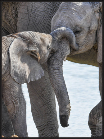Elefanter Namibia - Plakat
