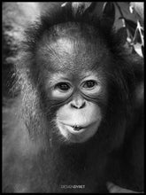 Orangutang "Hope" - Plakat