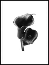 Dark lily poster