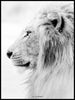 White lion poster