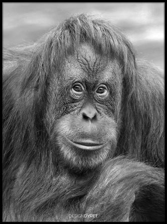 Orangutan "John" poster