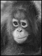 Orangutang "Meryl" - Plakat