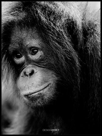 Orangutang "Cinta" - Plakat