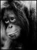 Orangutang 