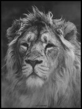 Black and White lion poster