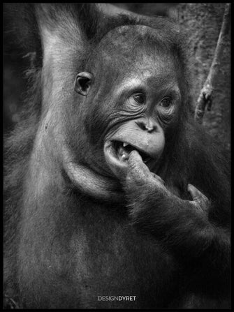 Orangutang "Valentino" - Plakat